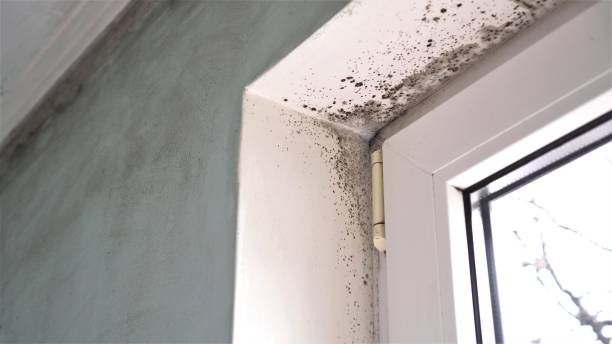 Best Emergency Mold Removal  in Edwardsvle, IL