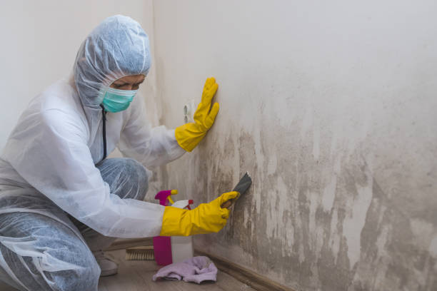 Best Affordable Mold Removal  in Edwardsvle, IL