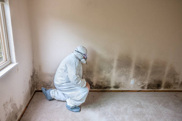 Best Black Mold Removal  in Edwardsvle, IL